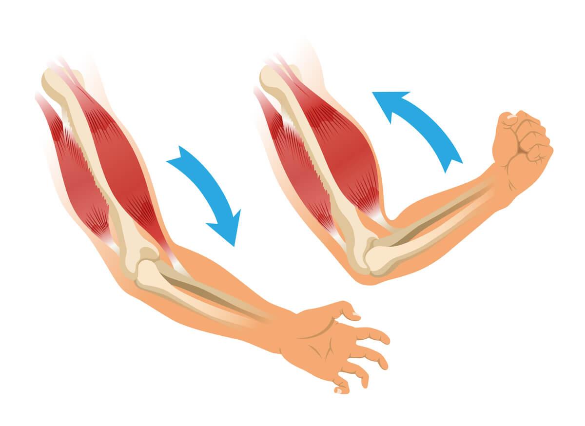 cpd-AIFiMM-Formazione-flexors-developed-minimal-residual-shortening