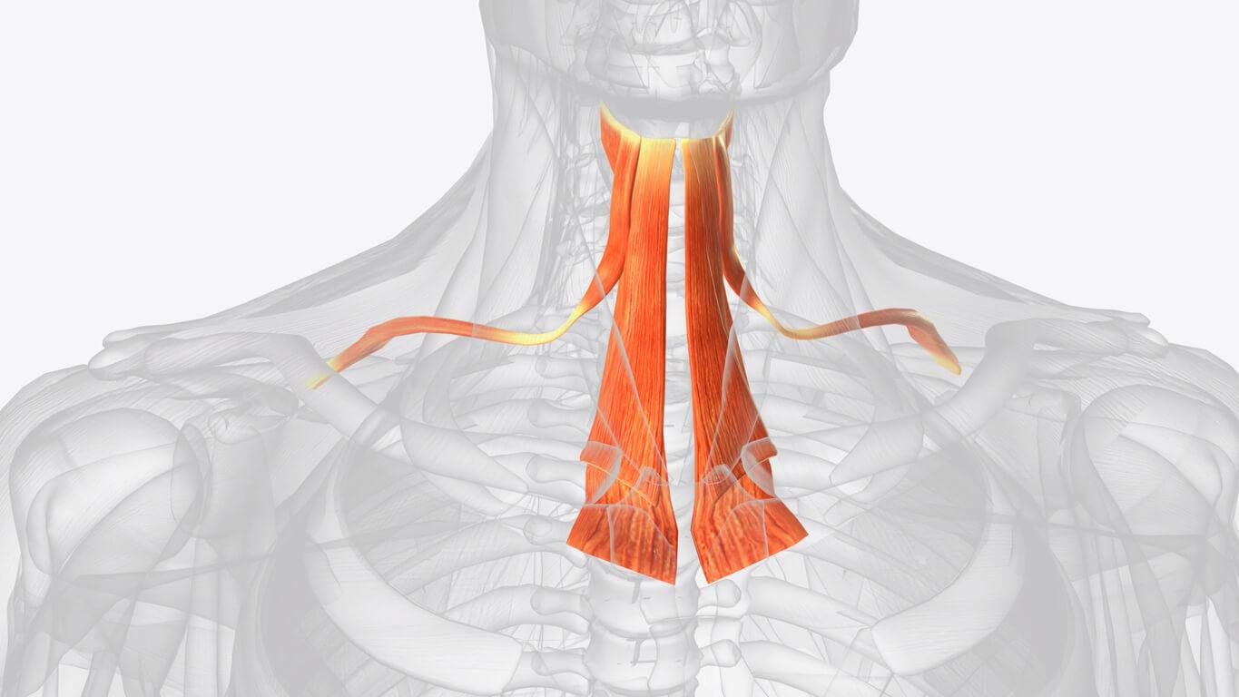 cpd-AIFiMM-Formazione-infrahyoid-muscles