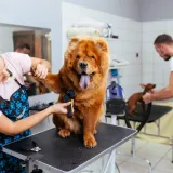 How to find CPD Dog Grooming Courses